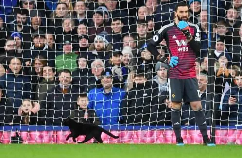 Un gatto in campo